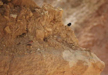 Sinai Rosefinch and White-crowned Black Wheatear