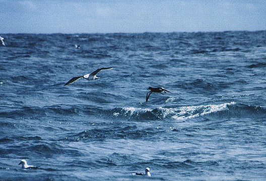 Sooty Shearwater at sea off Lowestoft