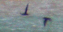Sooty Shearwaters - Ness Point - September 1 2002 - Tim Brown