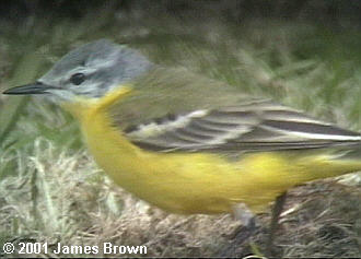 Sykes type Wagtail