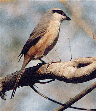 Grey-backed or Tibetan Shrike