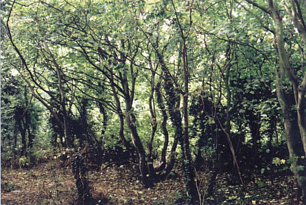 Warrenhouse Wood