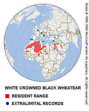 White-crowned Black Wheatear distribution.