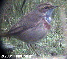 Male White-spotted Bluethroat, Ness Point, 24/03/2001