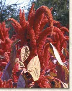 Amaranthus hypocondriacus var Hopi Red Dye from the Hopi people of Arizona and New Mexico