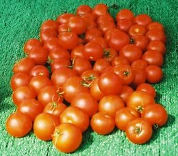 organic tomatoes var classic