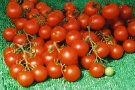 organic tomatoes var campari on the vine