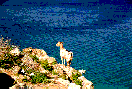 goat on sea cliff