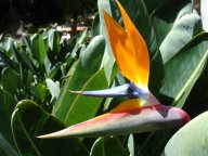 Strelitzia - bird of paradise flowers