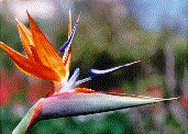 Strelitzia - bird of paradise flower