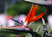 Strelitzia - bird of paradise flower
