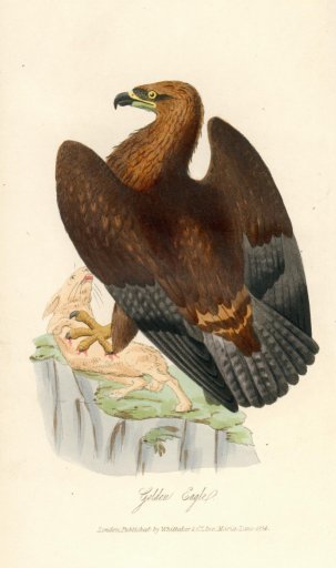 Baxter Frontispiece for Mudie's British Birds