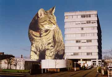 pic of giant cat