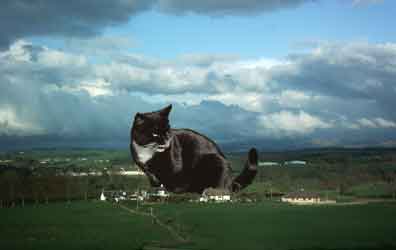 pic of giant cat