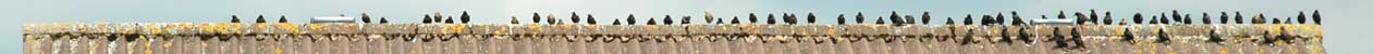 pic of ~70 starlings