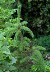 pic of conifer tree