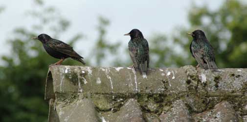 pic of starlings